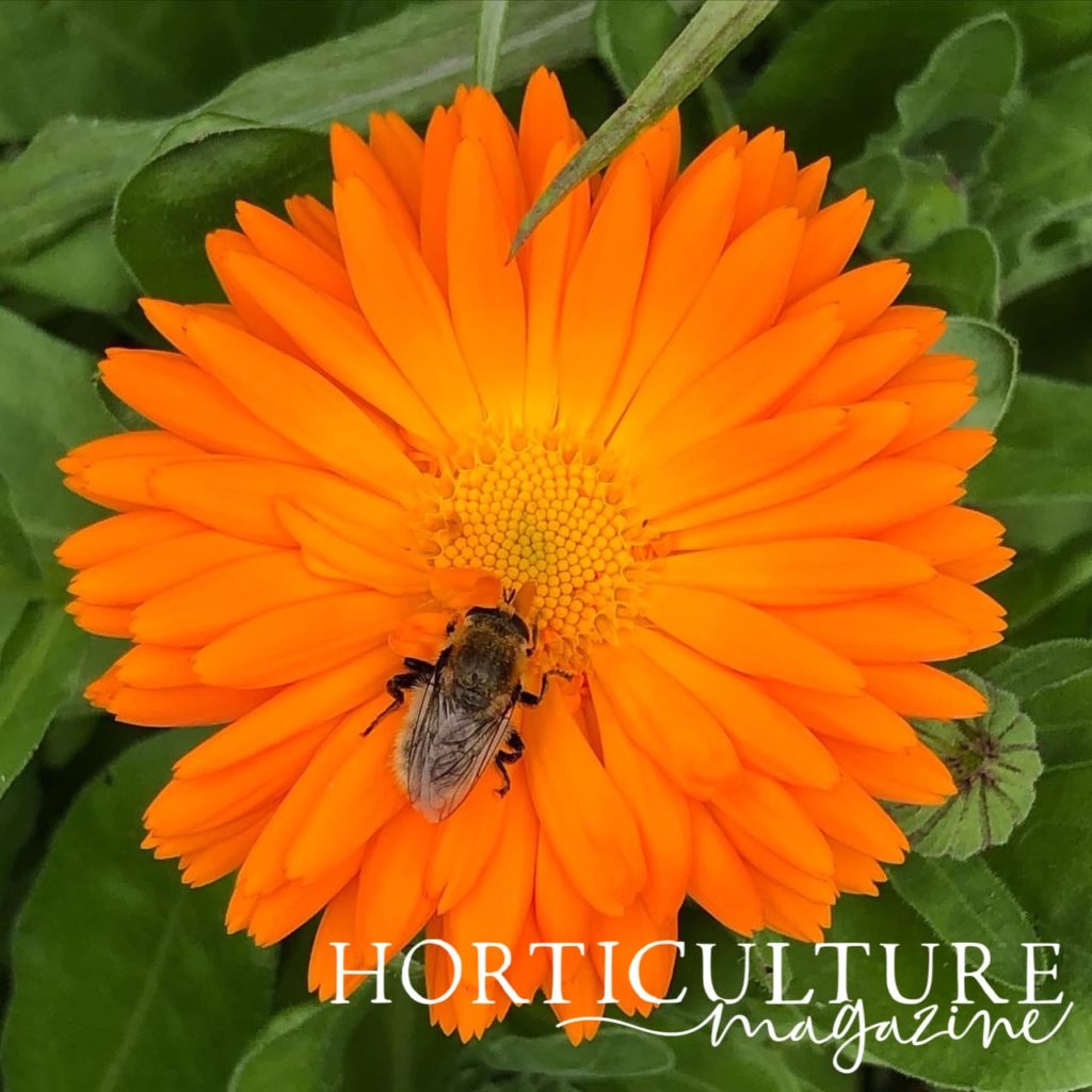 magnified view of a pot marigold flower with a bee harvesting pollen from its orange coloured stamen