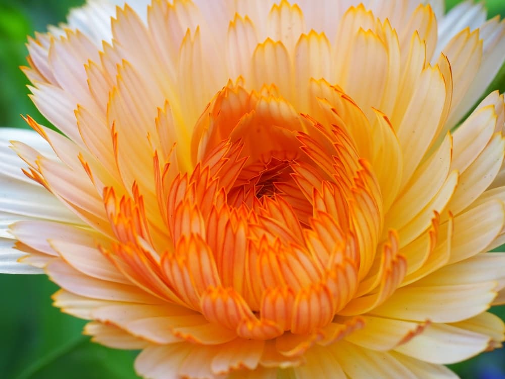 magnified view of unfurling C. officinalis ‘Apricot Pygmy'