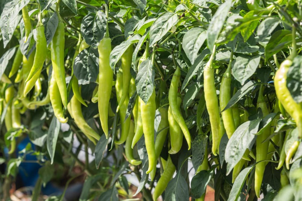 the long and sizeable fruits of Ohnivec