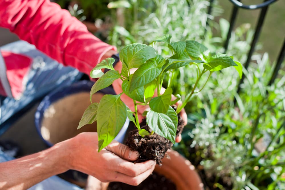 man transplanting a young pepper plant on a balcony