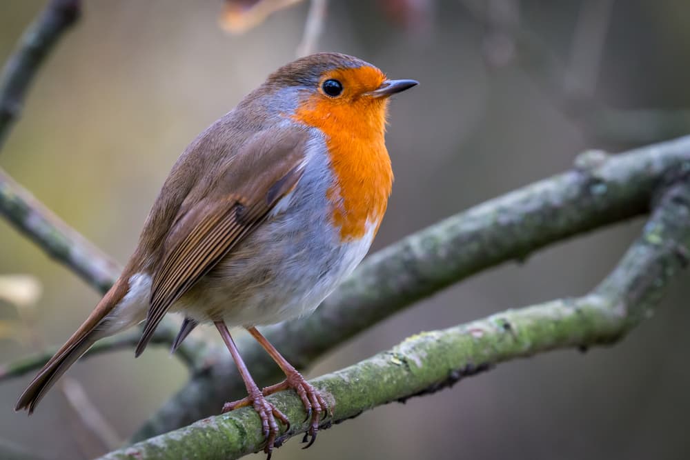 a European Robin sat on the branch of a tree