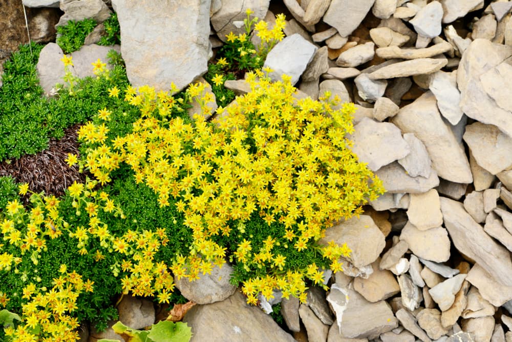 Sedum acre growing on a rock field in a mountainous area