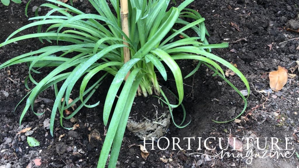 African Lily planted out in its new garden border