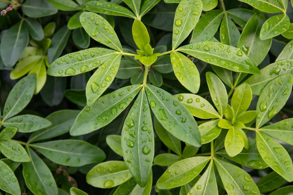 foliage of a choisya plant covered in water droplets