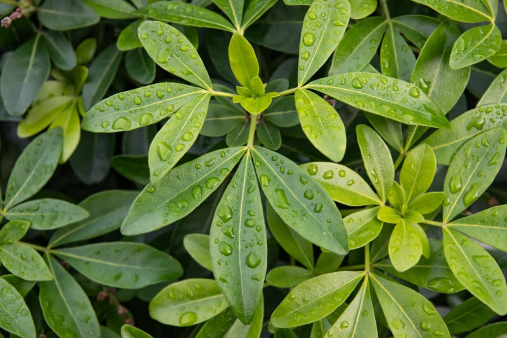 foliage of a choisya plant covered in water droplets