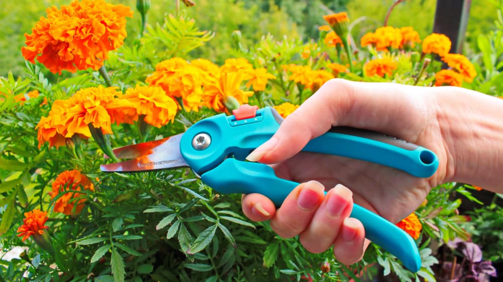 hand using blue secateurs to cut back an orange-flowering tagetes plant