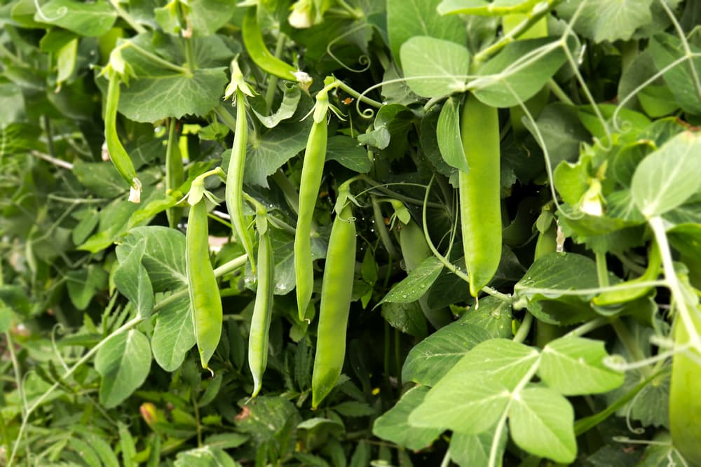 pea pods hanging from a large plant