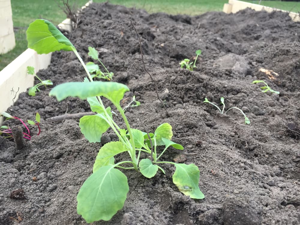 brussels sprouts seedlings growing from raised beds