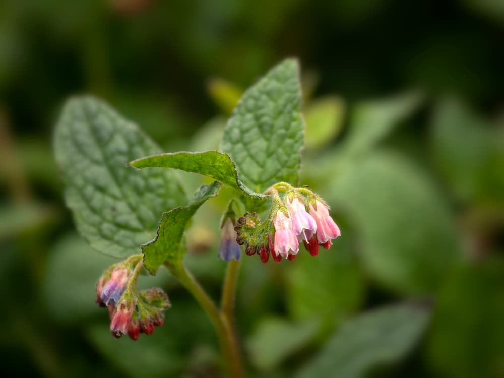 magnified view of flowering Comfrey Symphytum 'Hidcote Pink'