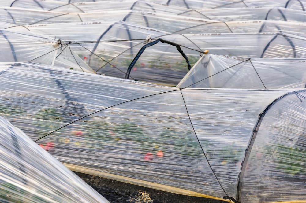 strawberries growing in polytunnels