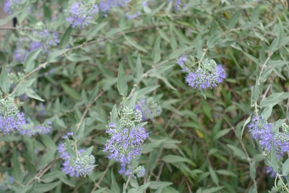 silver-green foliage of Caryopteris clandonensis with purple flowers in bloom