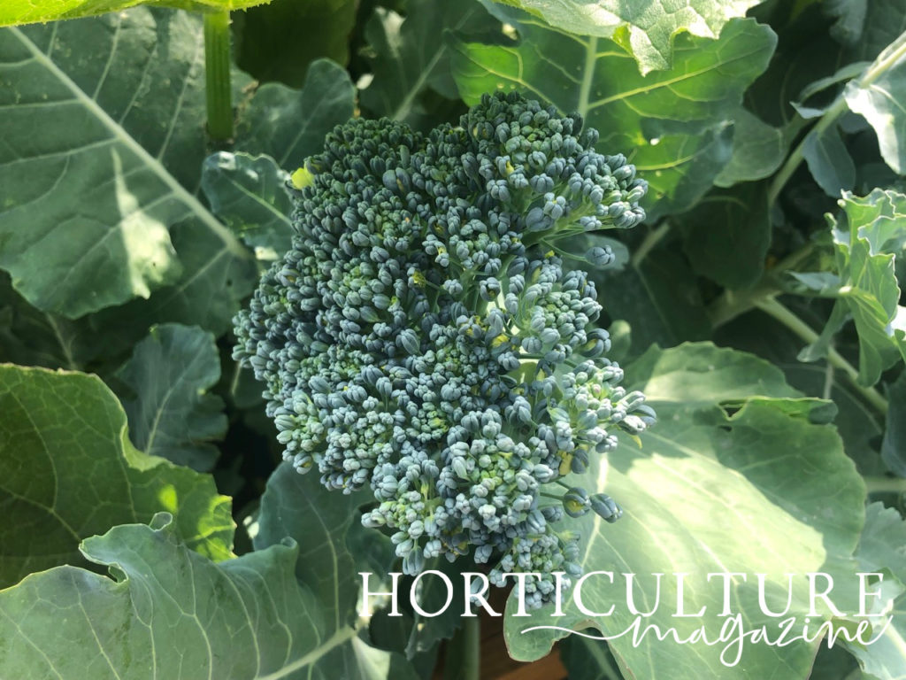 Broccoli head that is growing surrounded by its leaves.