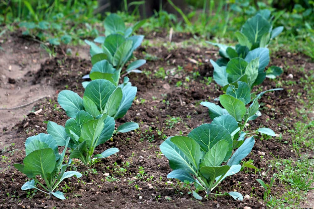 rows of leafy cabbage plants on a vegetable plot