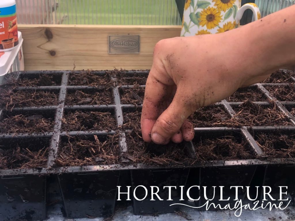 hand sowing cabbage seeds in individual growing cells