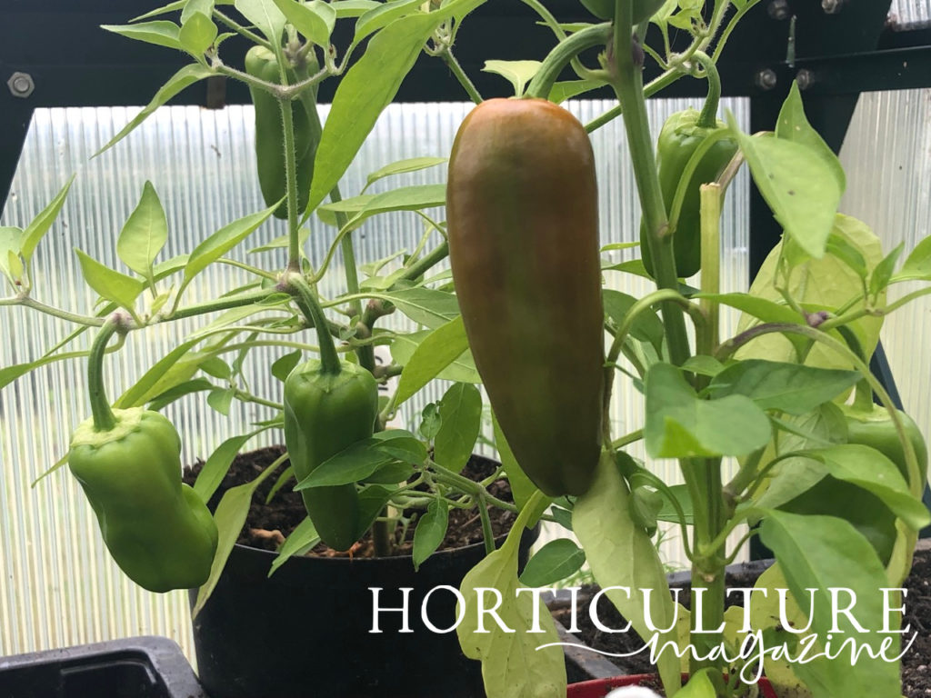Several growing green and orange chilli pepper plants growing out of pots inside a greenhouse.