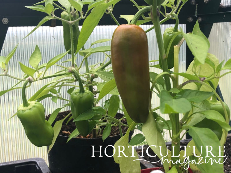 How (And When) To Harvest Chillies Horticulture.co.uk