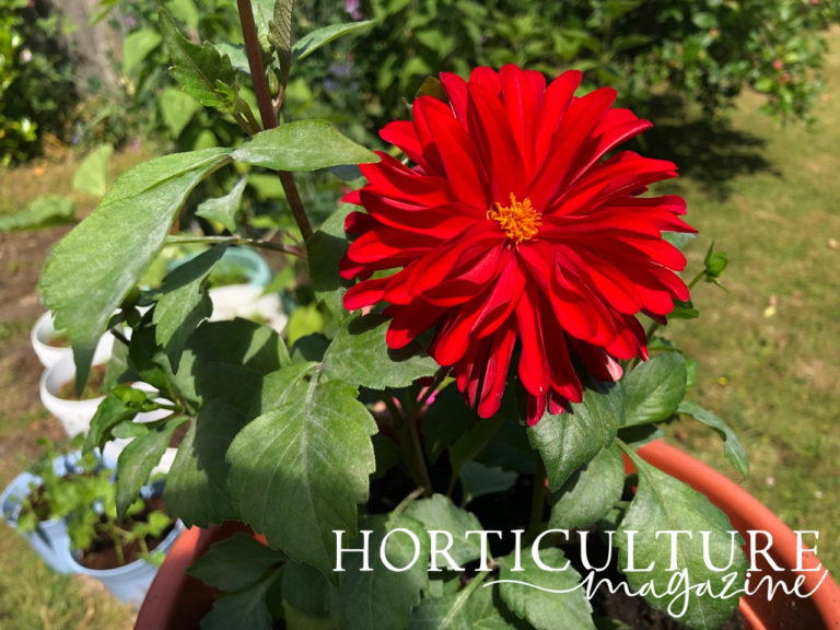 How, What & When To Feed Dahlias Horticulture.co.uk