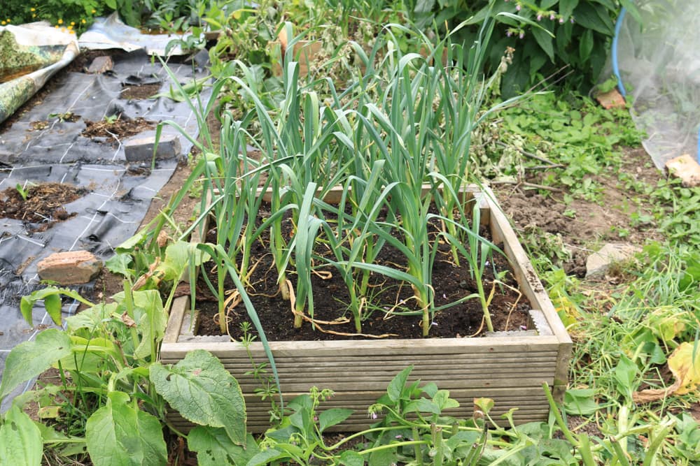 rows of Allium cepa growing in a raised planter on an allotment