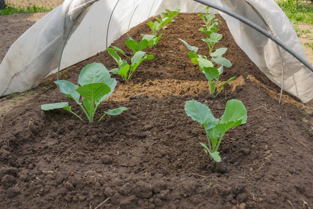 cabbage seedlings under polytunnel cover to protect against frost damage