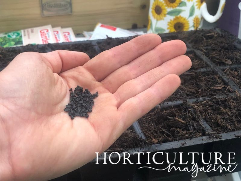 Sowing Onions From Seed In 5 Steps Horticulture.co.uk