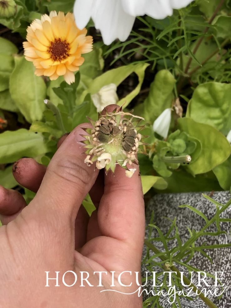 How (And Why) To Deadhead Calendula Horticulture.co.uk