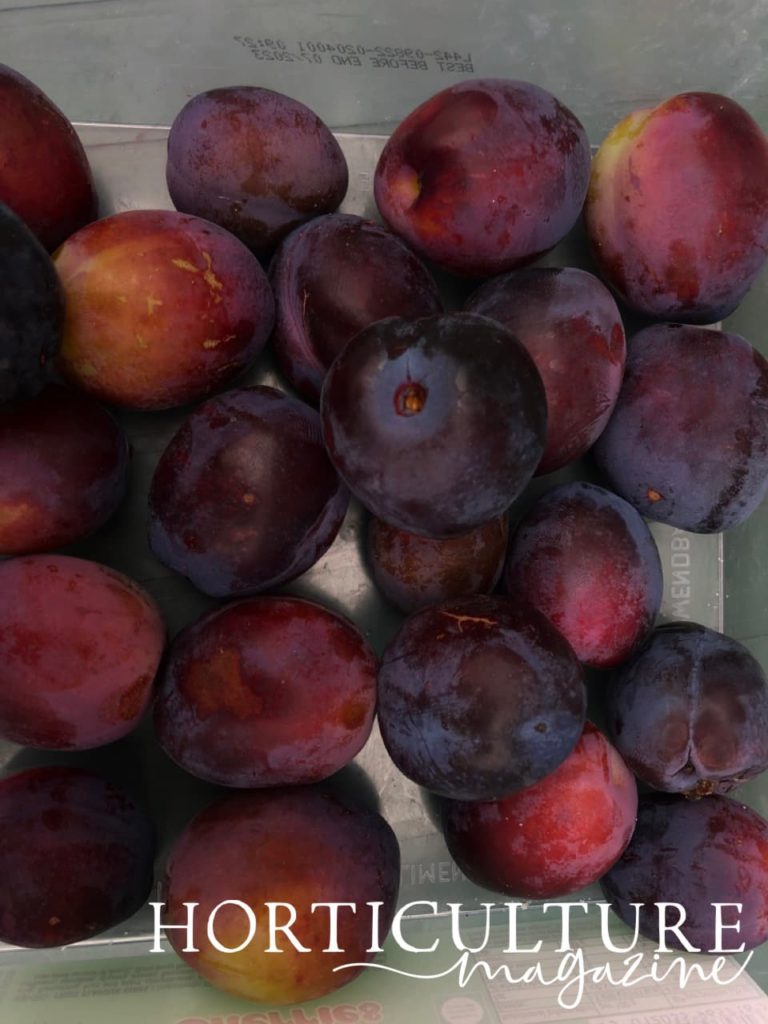 freshly harvested plums in a large white box