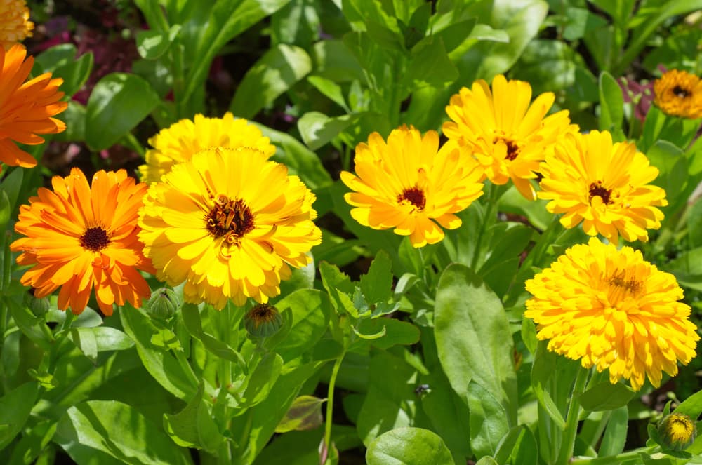 yellow and orange flowers of Calendula officinalis with green foliage in the background