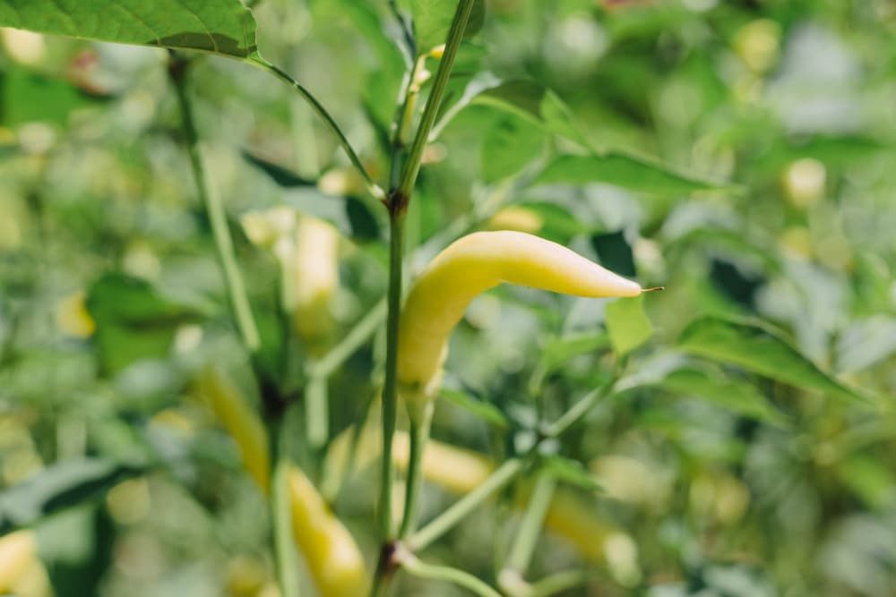 Hungarian Wax chilli plant with a light green fruit
