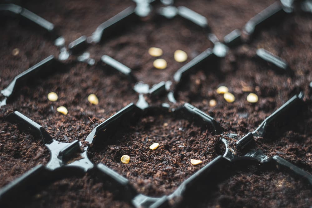 close up of pepper seeds laid on compost in a module tray