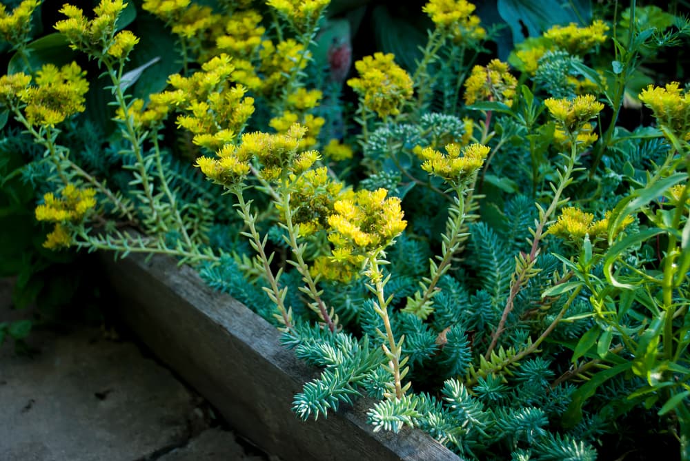 Sedum reflexum 'Blue Spruce' growing from a timber planter