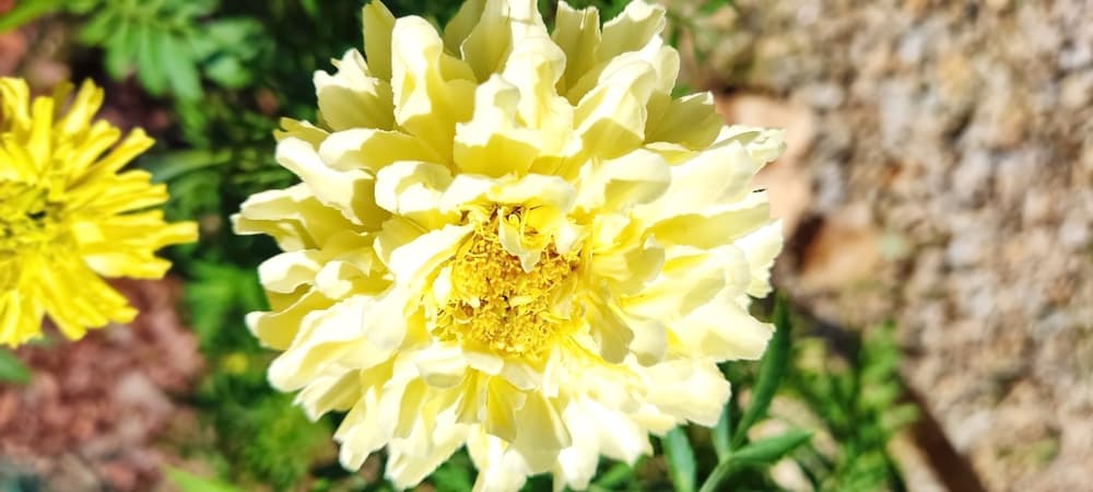 large magnified view of T. patula ‘Alumia Vanilla Cream’ with bright yellow flower