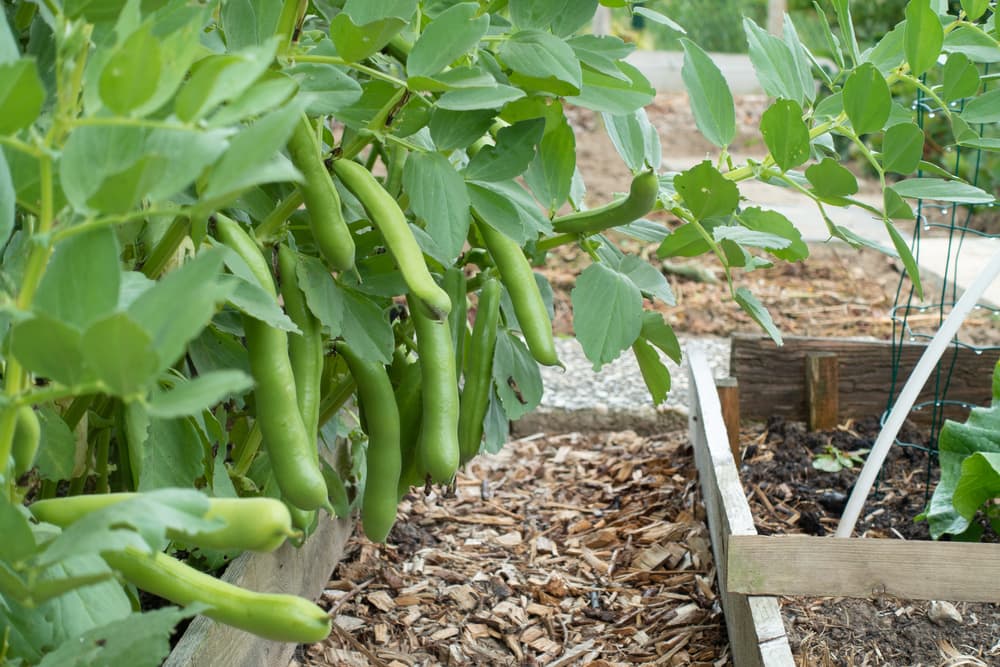 broad beans ready to harvest in a garden using raised beds
