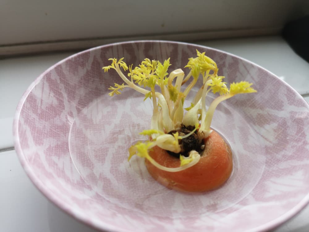 carrot top sprouting new leaves growing on a pink plate