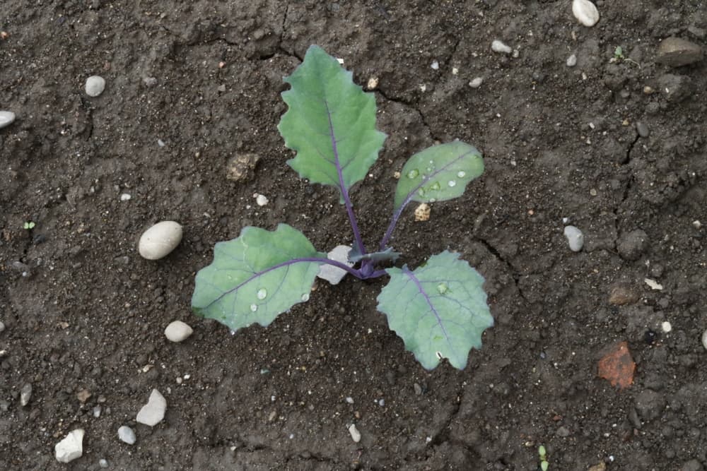 red Kohlrabi seedling growing from soil