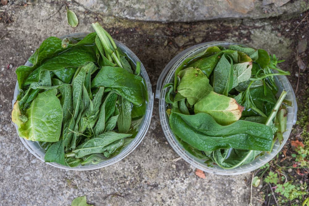 comfrey leaves stuffed in two plastic containers