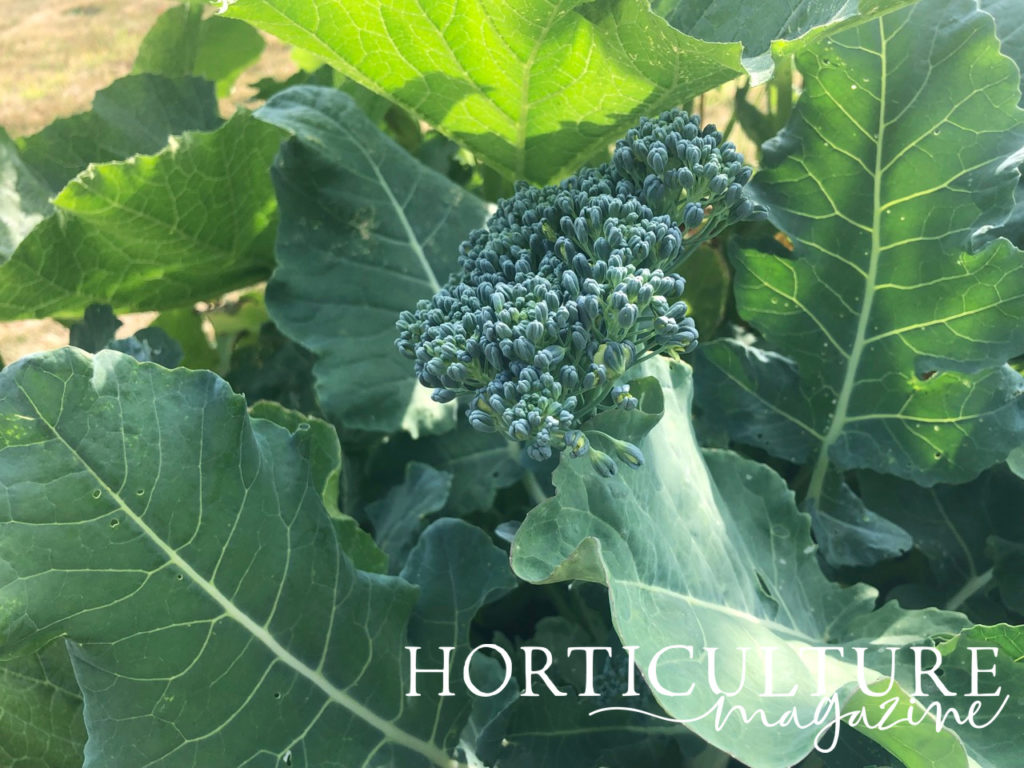 A broccoli plant growing in a garden that has a small head and lots of big leaves.
