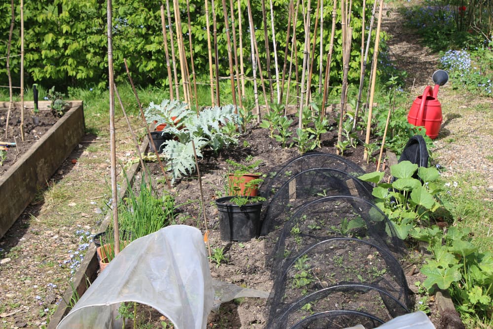various vegetables including beans and artichokes growing in a large sized garden, with bamboo poles in the background