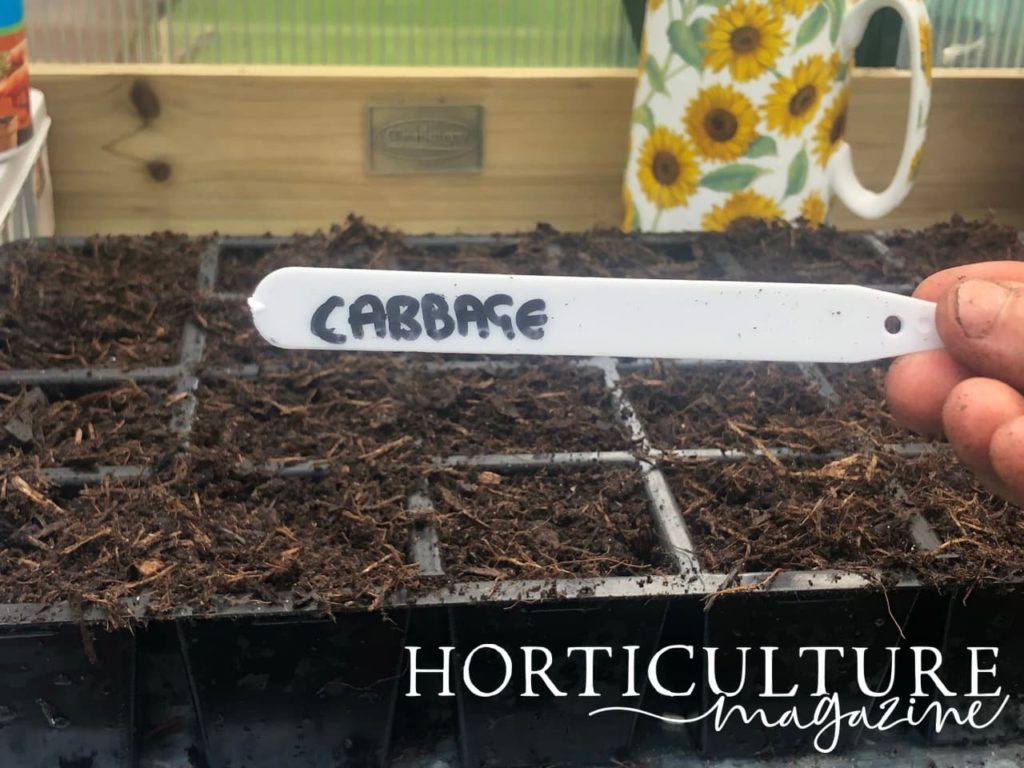 a freshly written label reading 'cabbage' held in front of a growing tray, with sunflower mug in the background