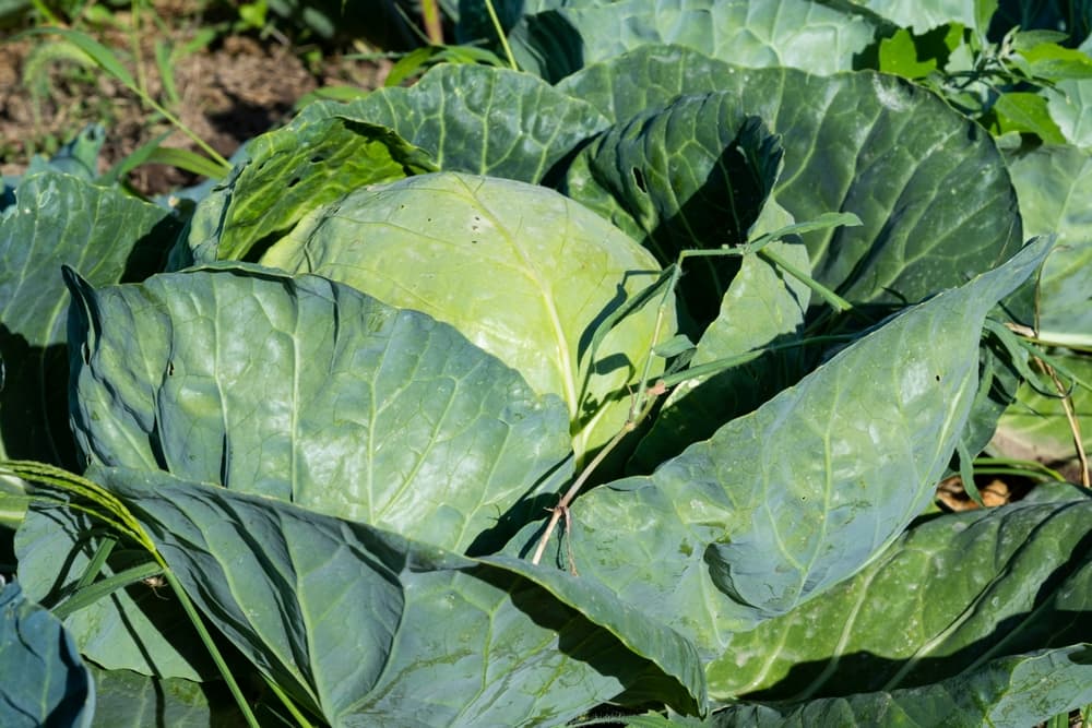 cabbage growing in full sun