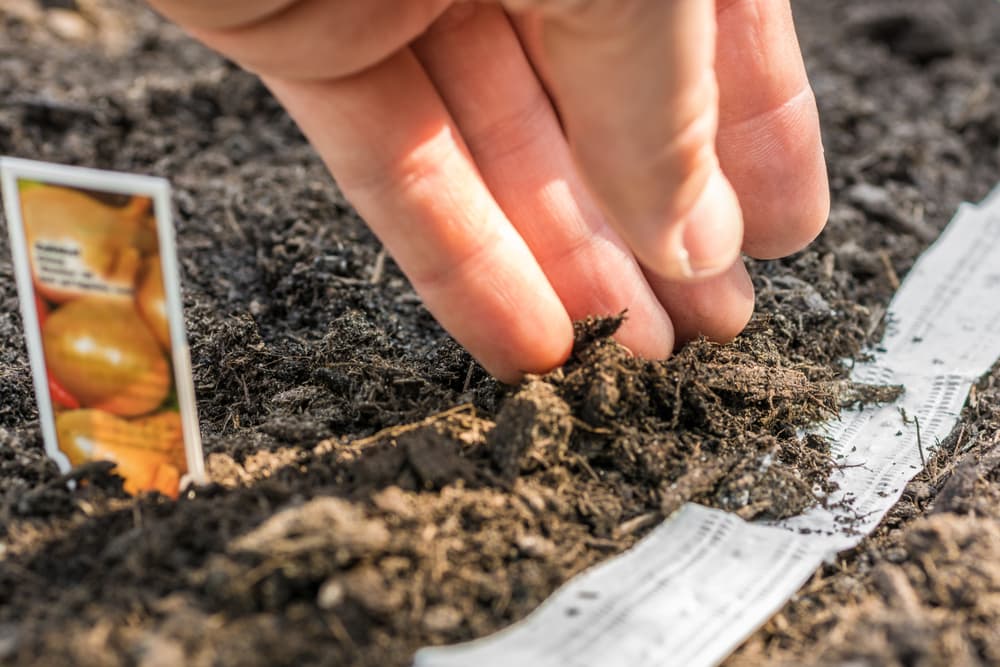 a hand shifting compost across a planting bed with an onion label visible to the left