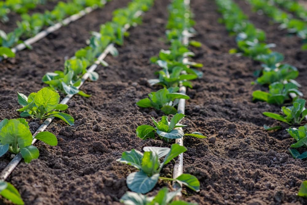 cabbages growing in rows with lines of drip irrigation