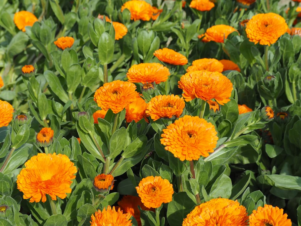 calendula officinalis 'Dandy' flowers with distinctive orange hue