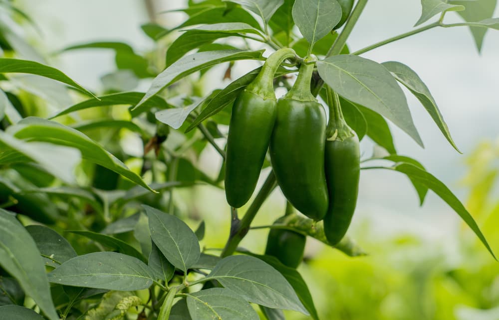 jalapeno peppers growing in a bunch on the stem of a plant