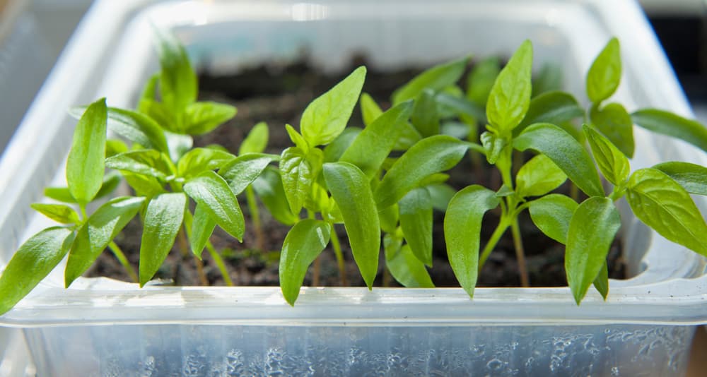 young chilli plants grown in a plastic tub