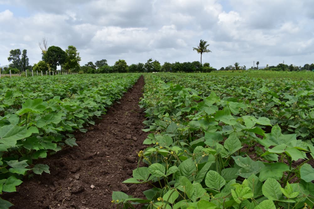 legumes and green manures growing in rows in a large field