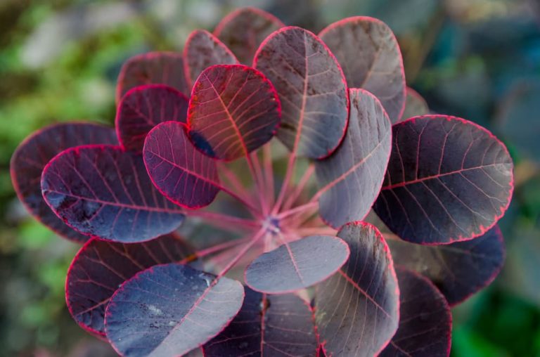 These 9 Shrubs Have Red Leaves All Year (And Not Just In Autumn