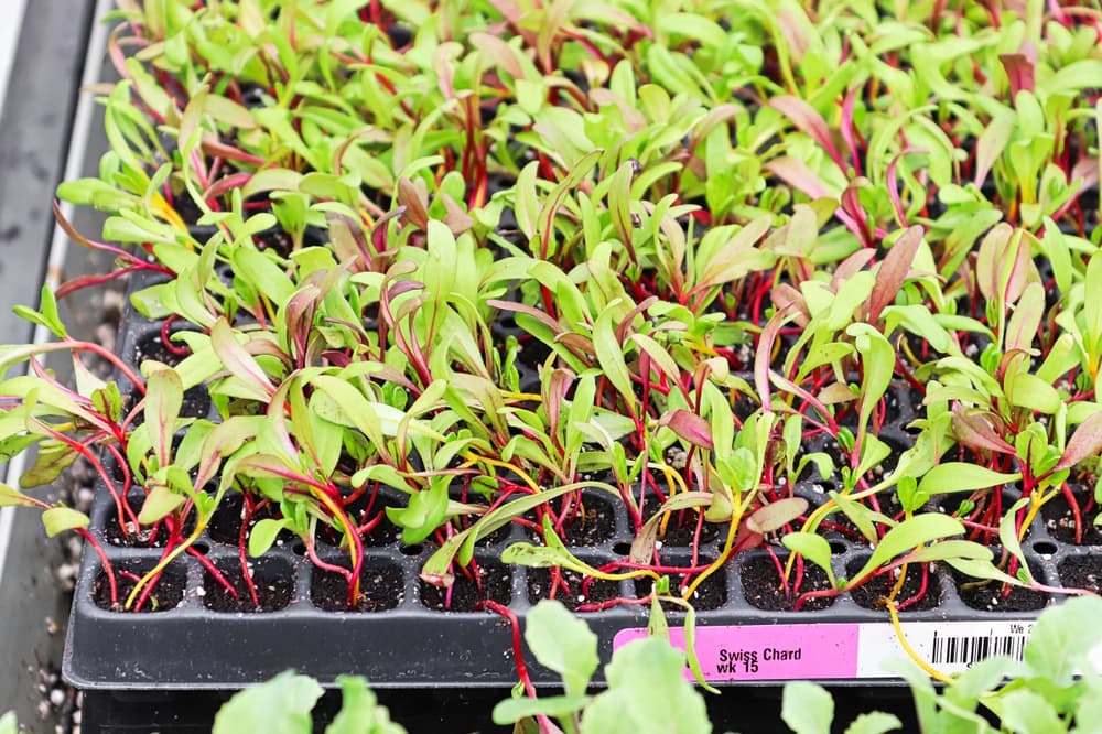 chard seedlings growing from a black plastic tray