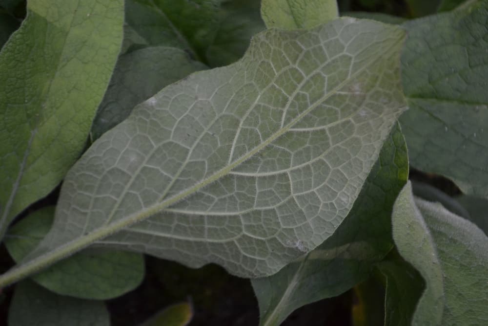 dark green leaves of Symphytum caucasicum