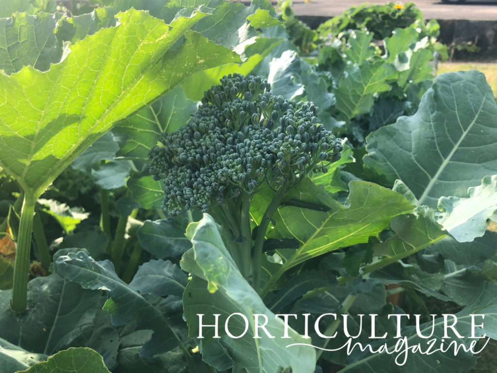 A head of broccoli sprouting from its leaves that are in the background
