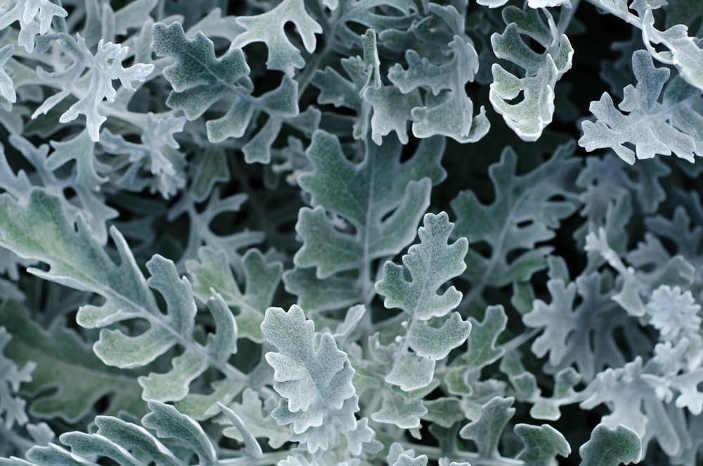 magnified view of the grey leaves of Centaurea cineraria